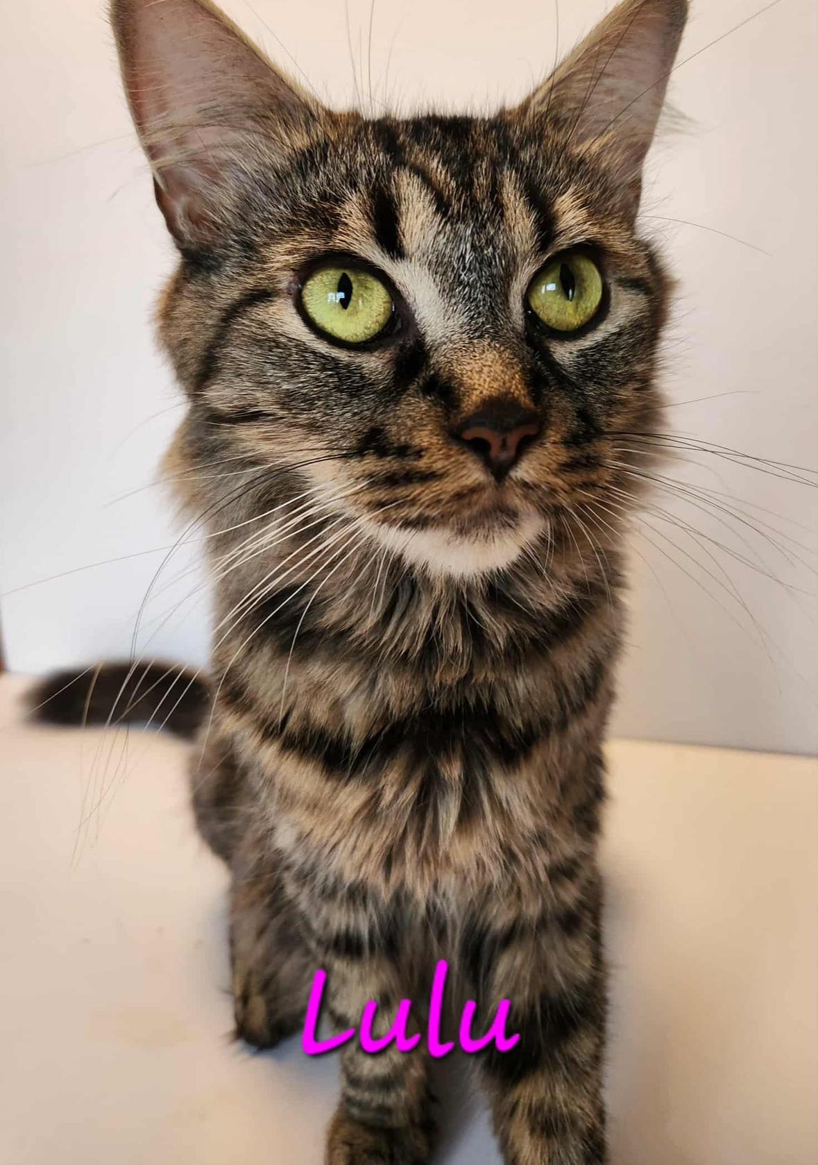 Lulu, ADOPTABLE, Adult Female Domestic Medium Hair.