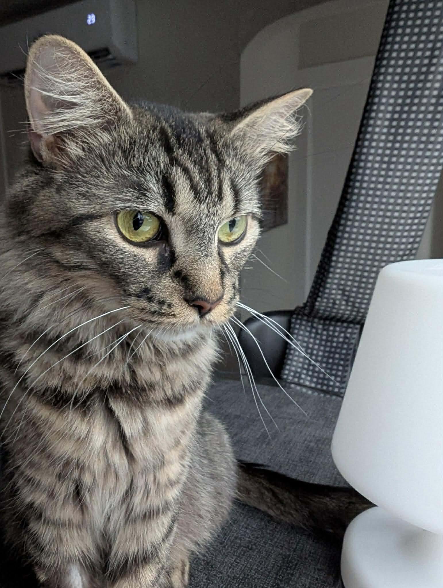 Enlarge Lulu, a ADOPTABLE Domestic Medium Hair in Pointe-Claire, QC image 2/2