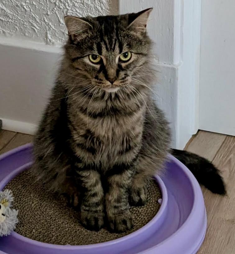 Lulu, ADOPTABLE, Adult Female Domestic Medium Hair.