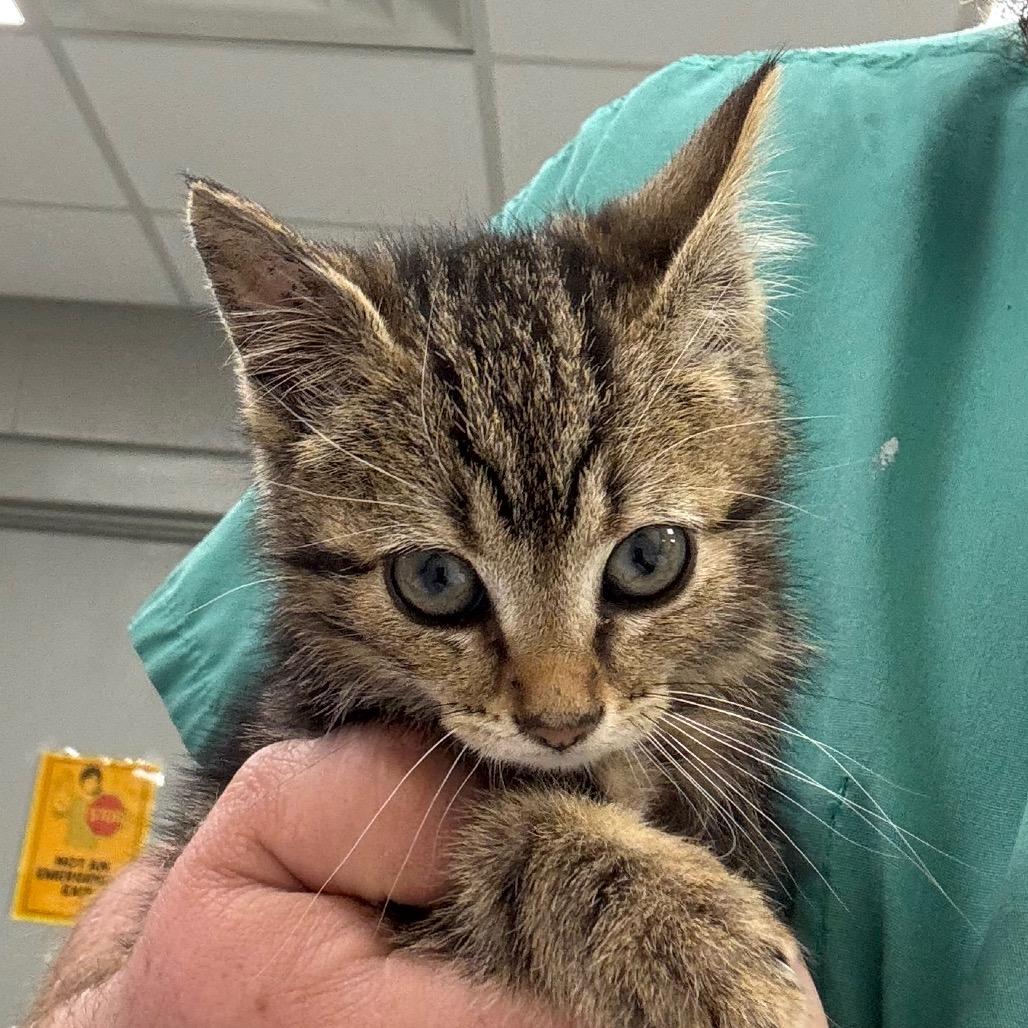 Lyra, Adoptable, Kitten Female Domestic Short Hair & Domestic Medium Hair.