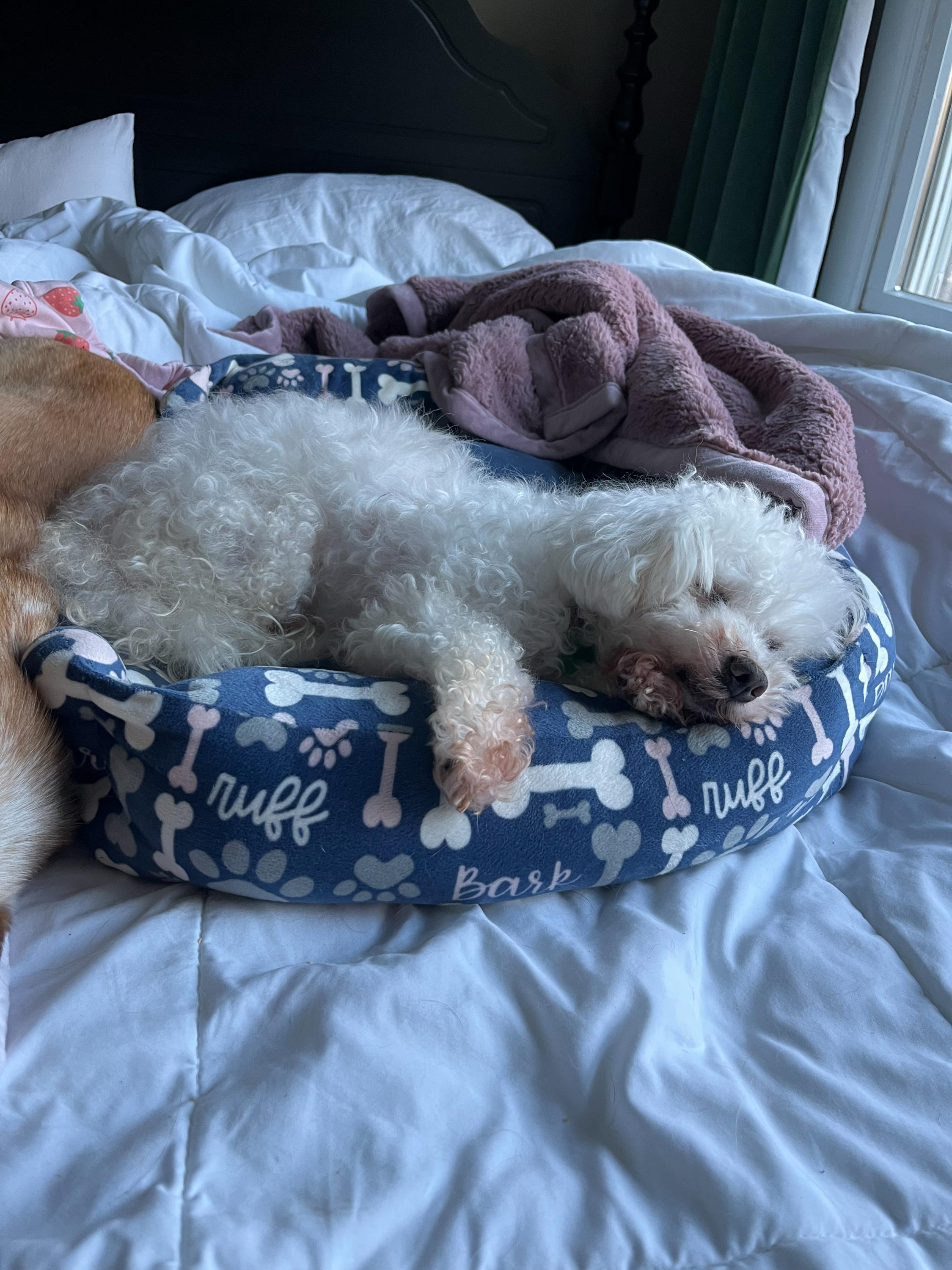 Bentley, ADOPTABLE, Senior Male Bichon Frise.