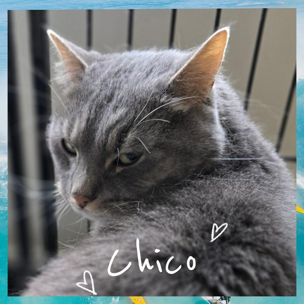 Enlarge W2 CHICO, a Adoptable mixed breed in Southbury, CT image 1/1