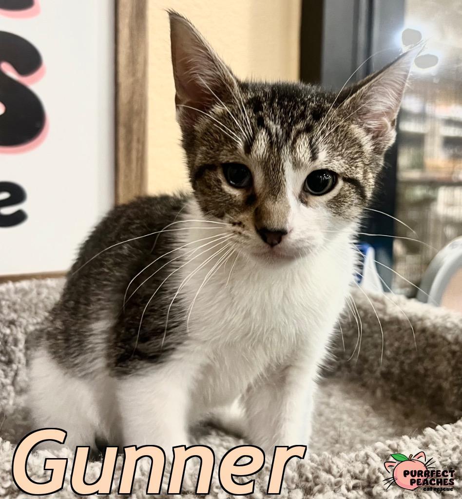 Gunner, Adoptable, Kitten Male Domestic Short Hair.