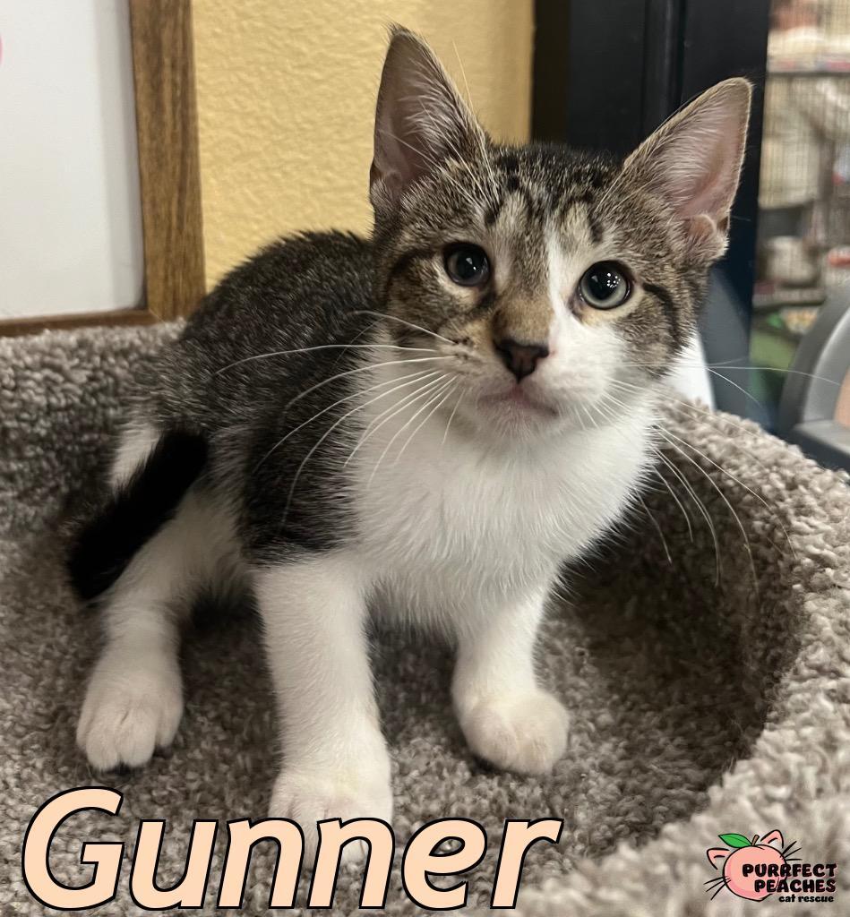 Enlarge Gunner, a Adoptable mixed breed in Douglasville, GA image 2/3