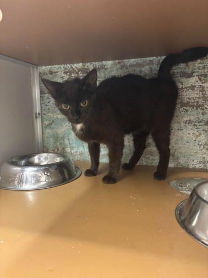 Lily Pad, Adoptable, Young Female Domestic Short Hair & Domestic Short Hair.