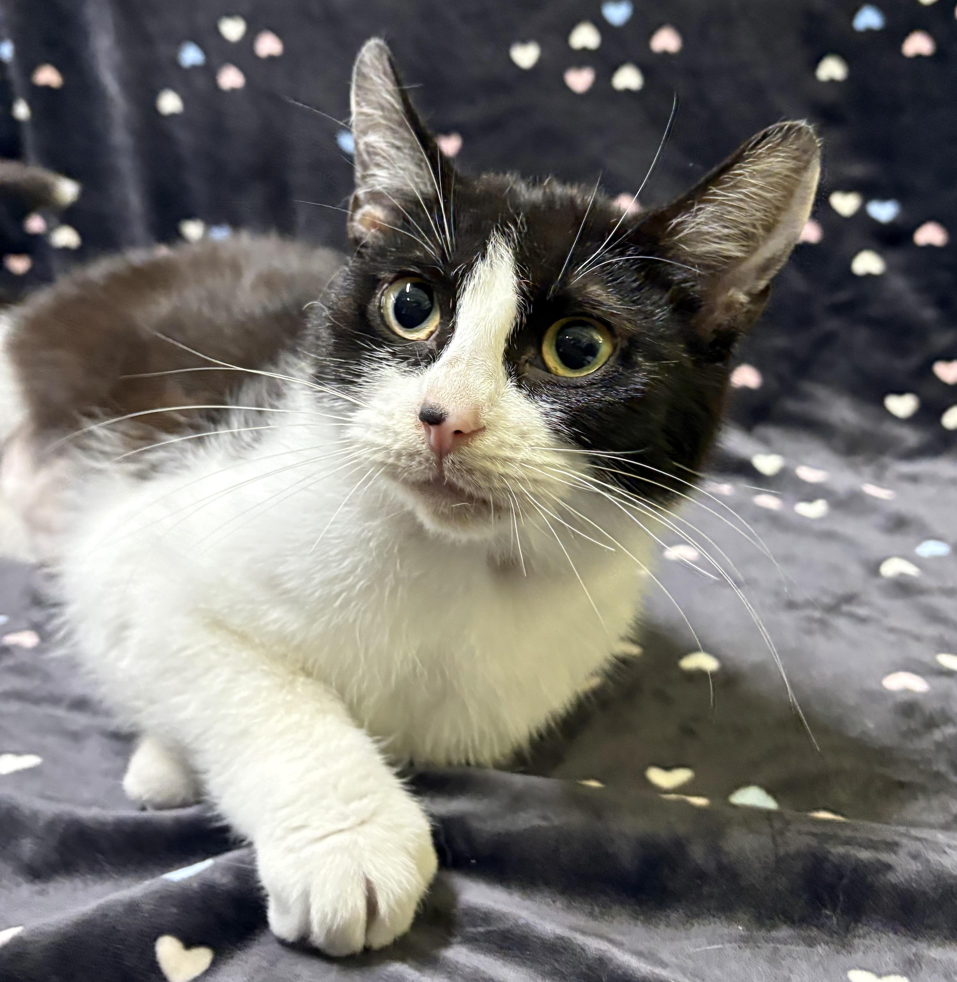 Enlarge LADYBUG (bonded with DRAGONFLY), a Adoptable Domestic Short Hair in Tillsonburg, ON image 1/2