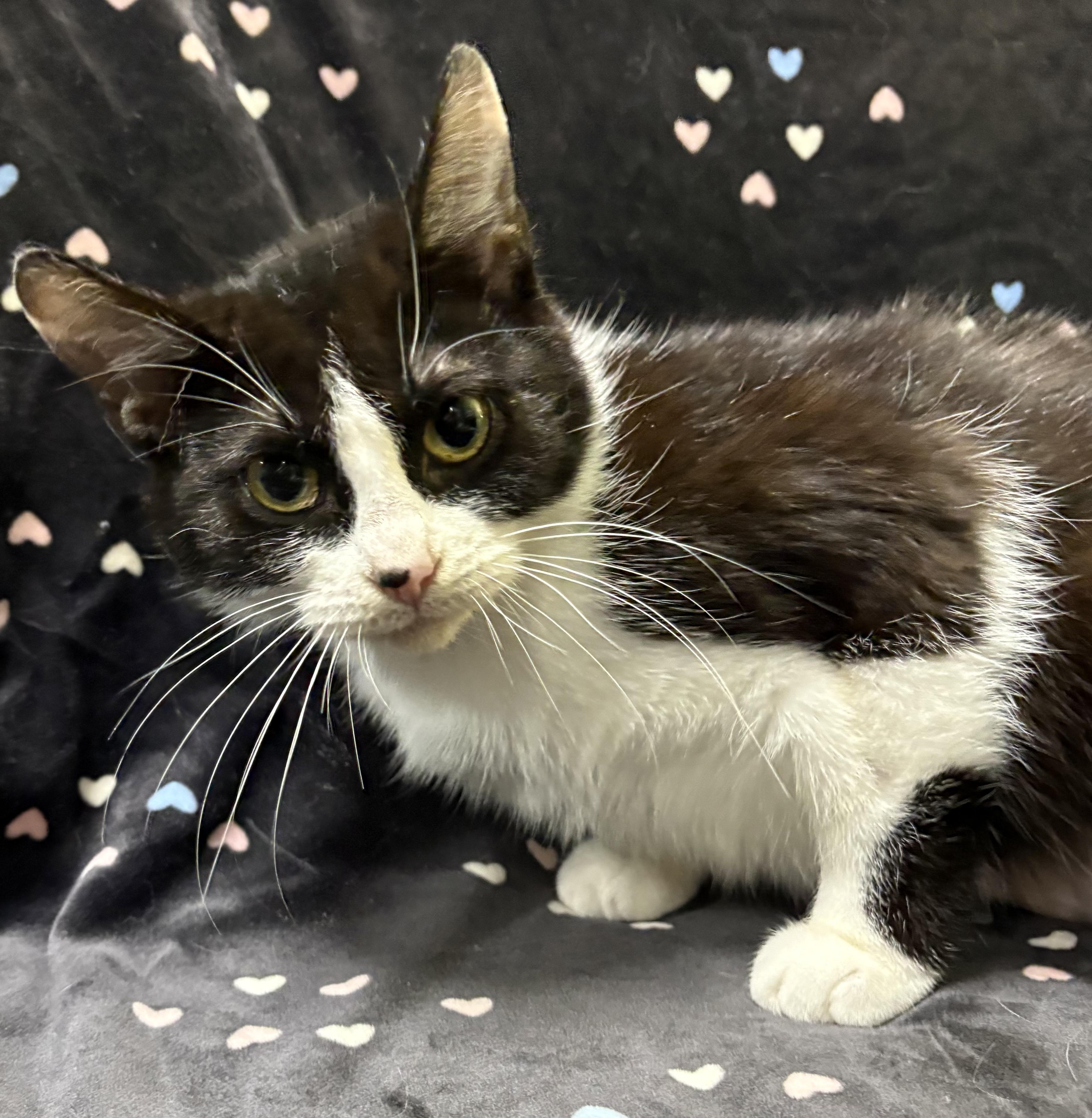 Enlarge LADYBUG (bonded with DRAGONFLY), a Adoptable Domestic Short Hair in Tillsonburg, ON image 2/2