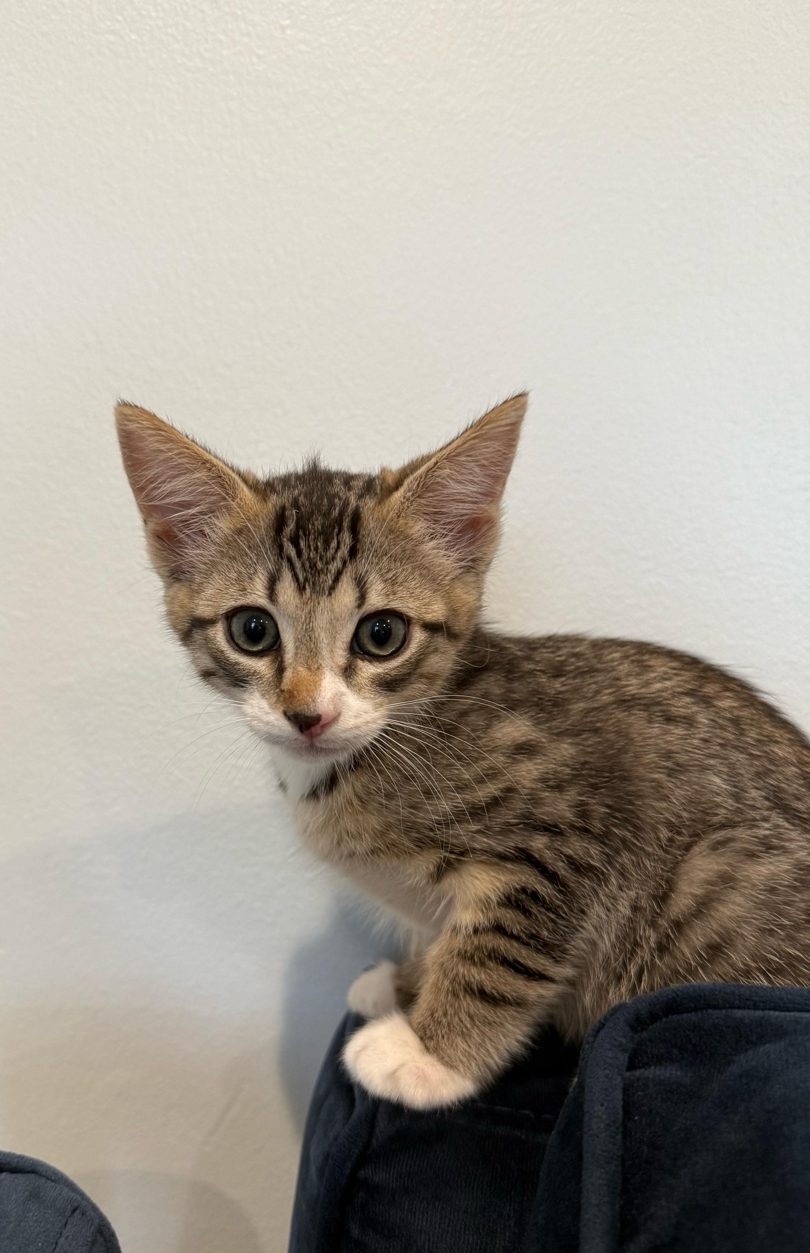 Enlarge Lilo and Gus BONDED PAIR , a ADOPTABLE Domestic Short Hair in Columbia, MD image 3/5