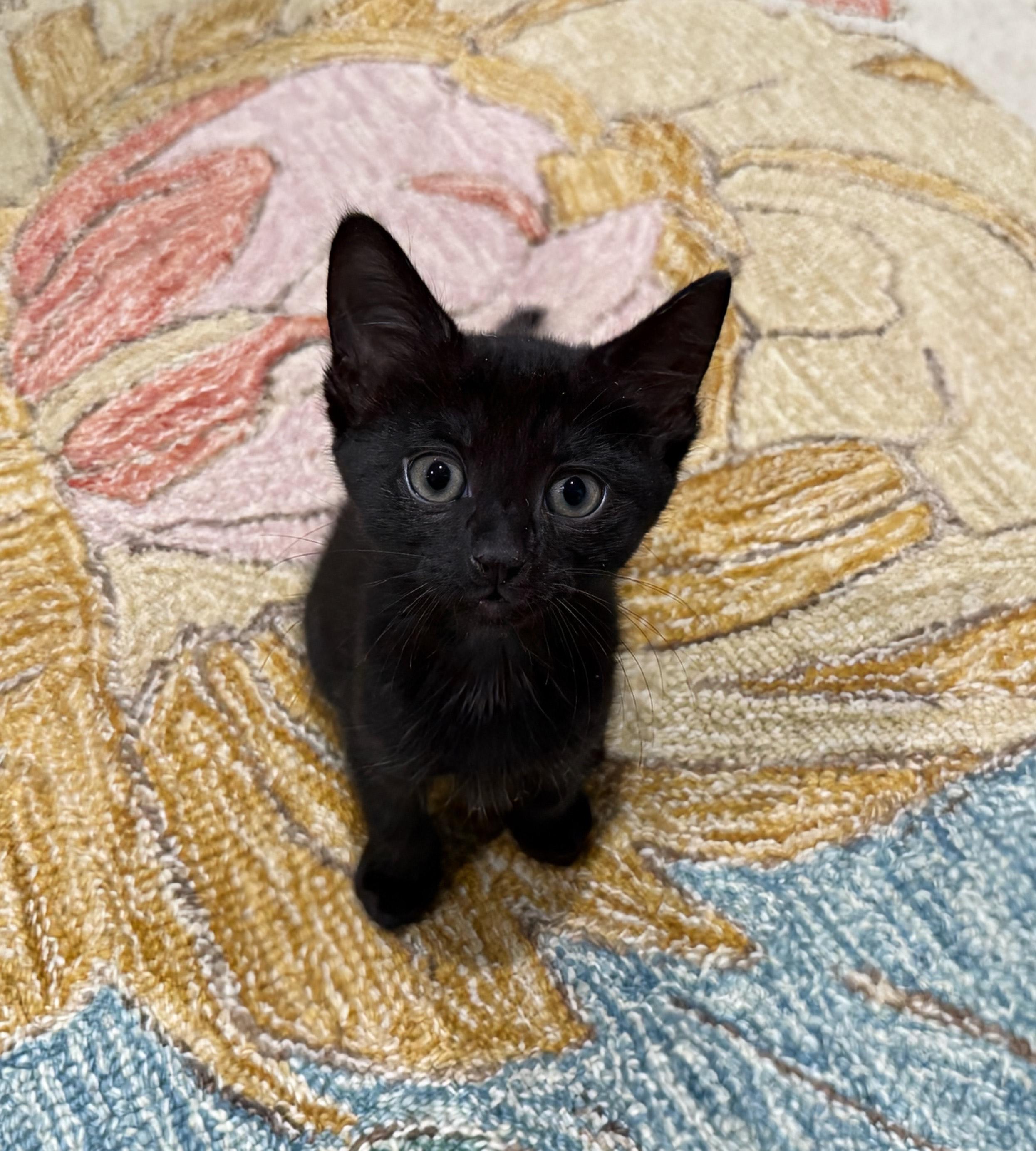 Enlarge Lilo and Gus BONDED PAIR , a ADOPTABLE Domestic Short Hair in Columbia, MD image 4/5