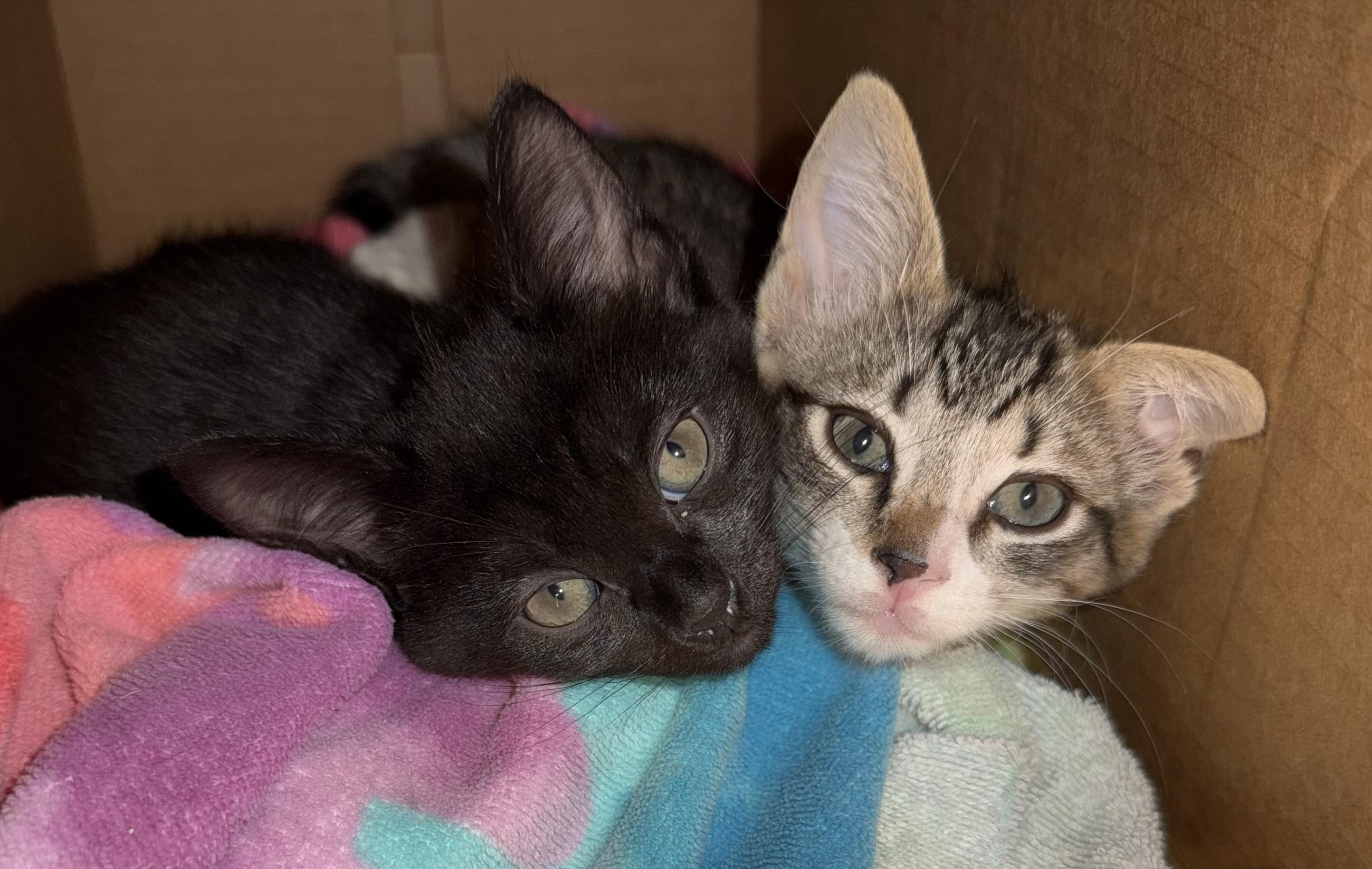 Lilo and Gus BONDED PAIR , ADOPTABLE, Kitten Female Domestic Short Hair.