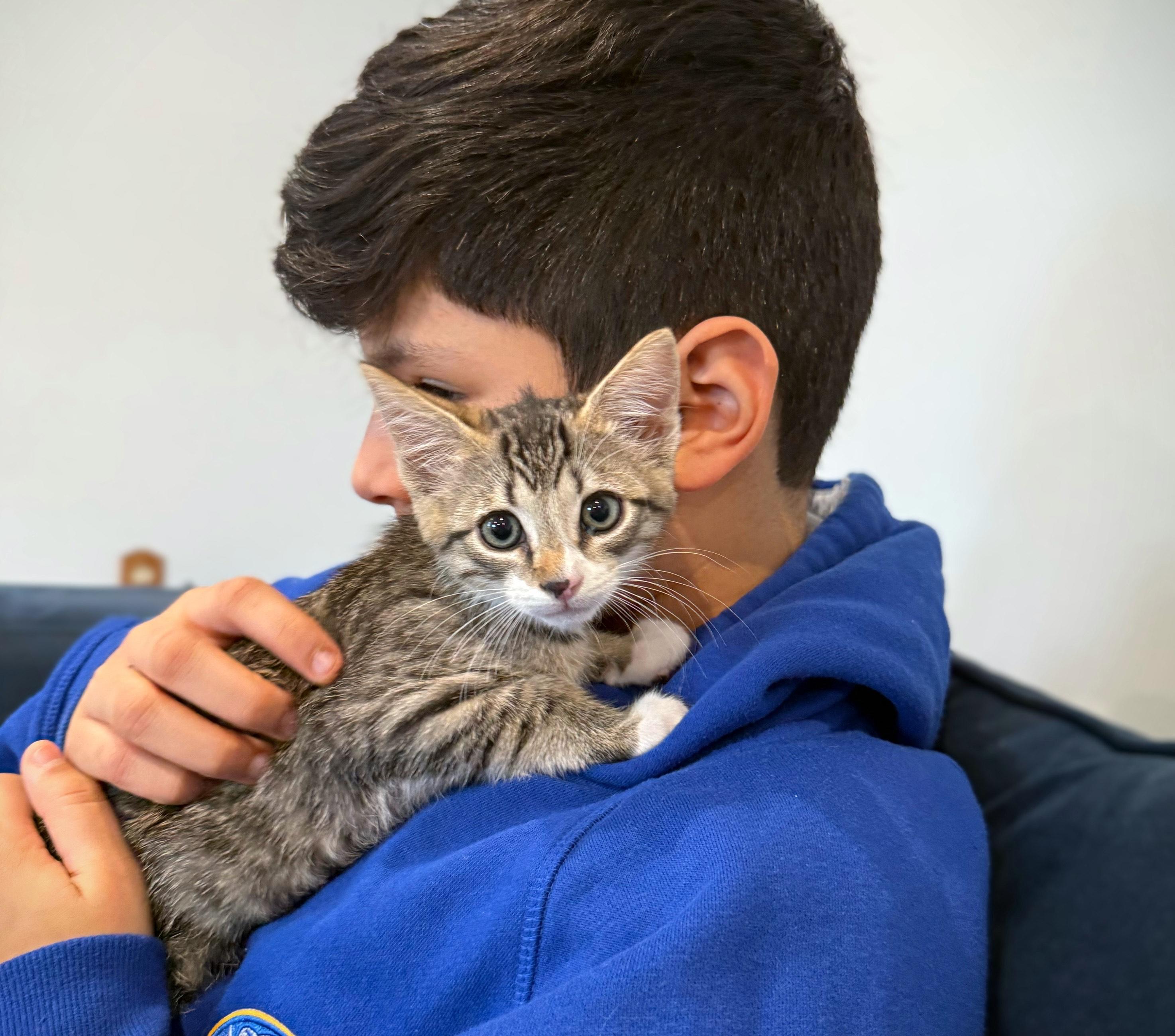 Enlarge Lilo and Gus BONDED PAIR , a ADOPTABLE Domestic Short Hair in Columbia, MD image 2/5