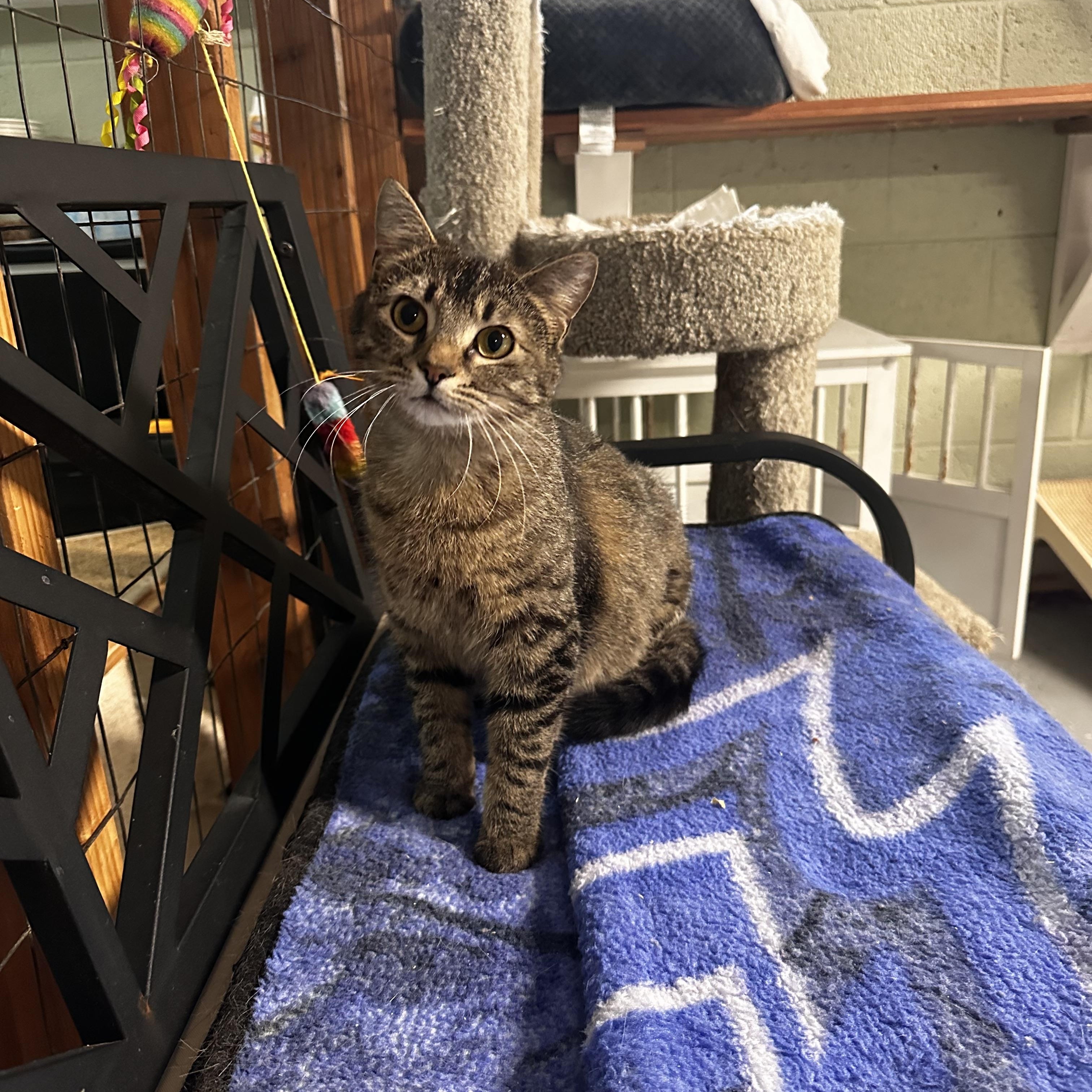 Enlarge Noelle , a Adoptable Domestic Short Hair in North East, MD image 1/2