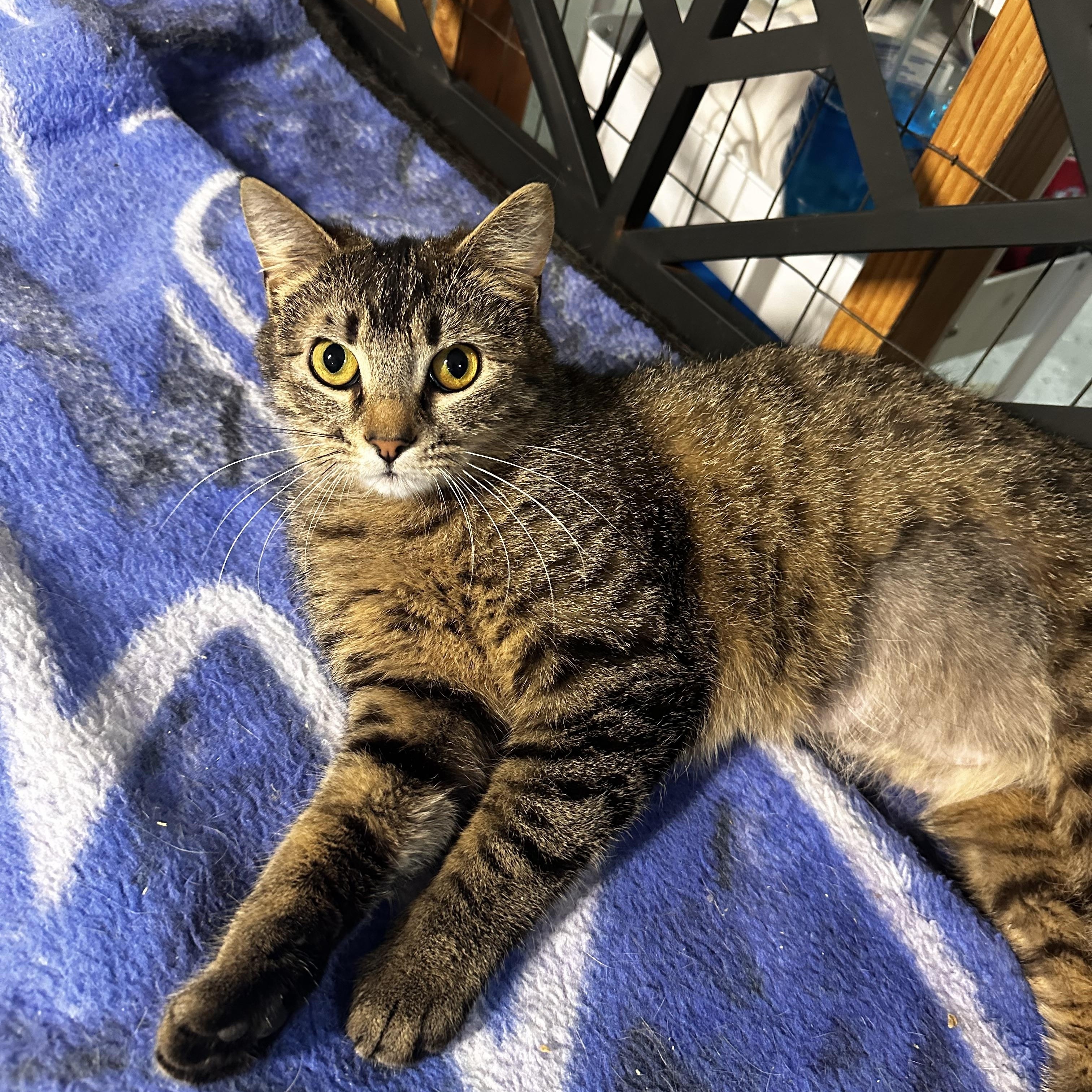 Enlarge Noelle , a Adoptable Domestic Short Hair in North East, MD image 2/2