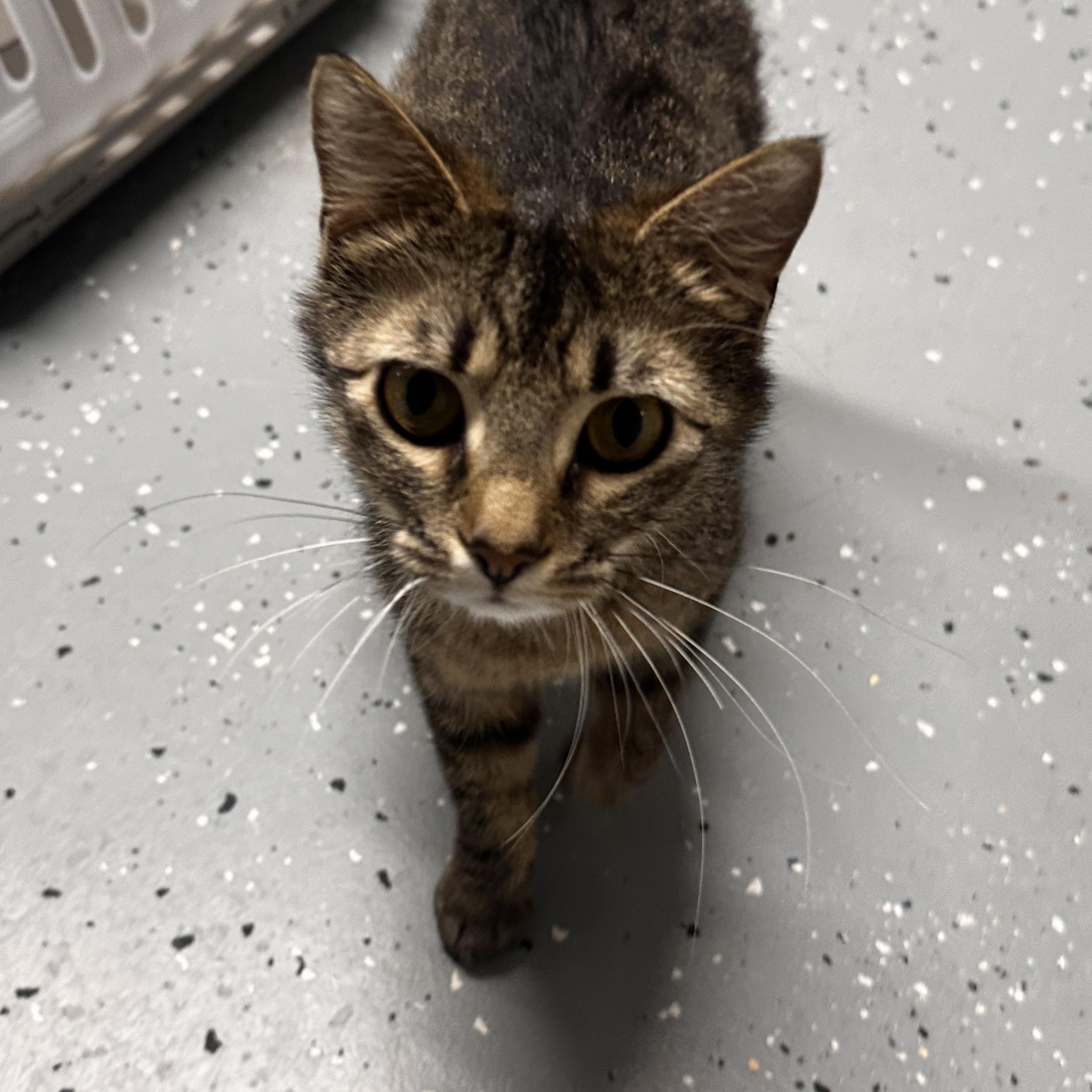 Enlarge Noelle , a Adoptable Domestic Short Hair in North East, MD image 3/3