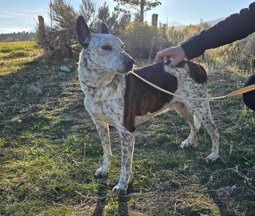 Roscoe, a Adoptable mixed breed in Herriman, UT image 1/4