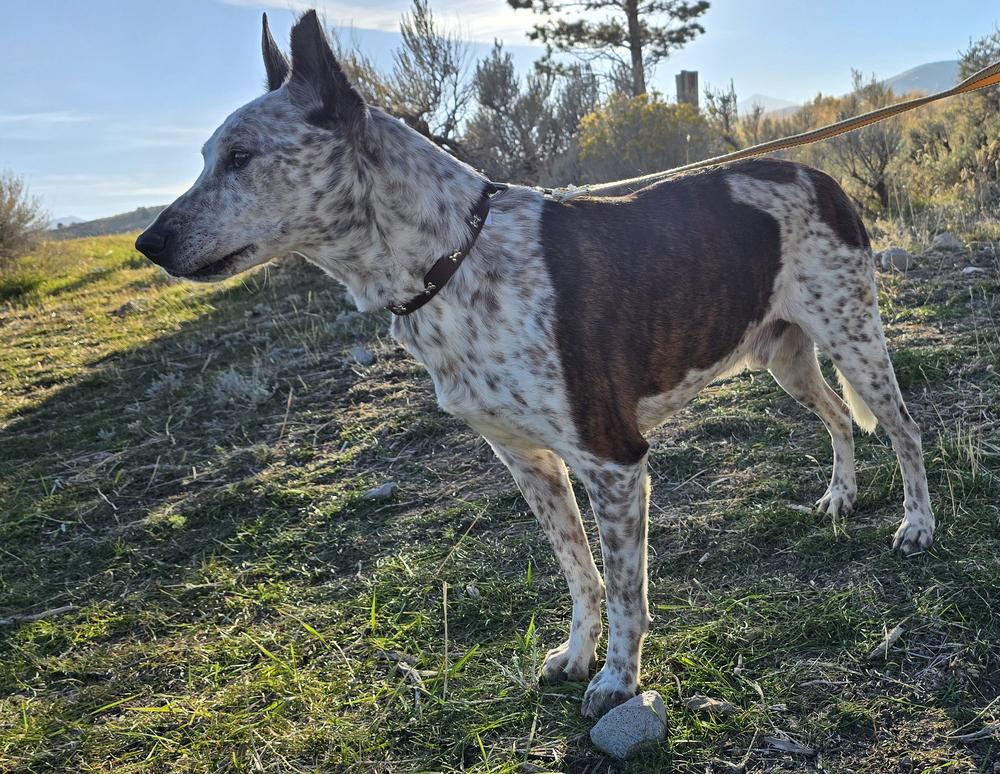 Roscoe, a Adoptable mixed breed in Herriman, UT image 2/4