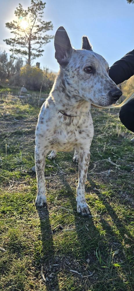 Roscoe, a Adoptable mixed breed in Herriman, UT image 3/4