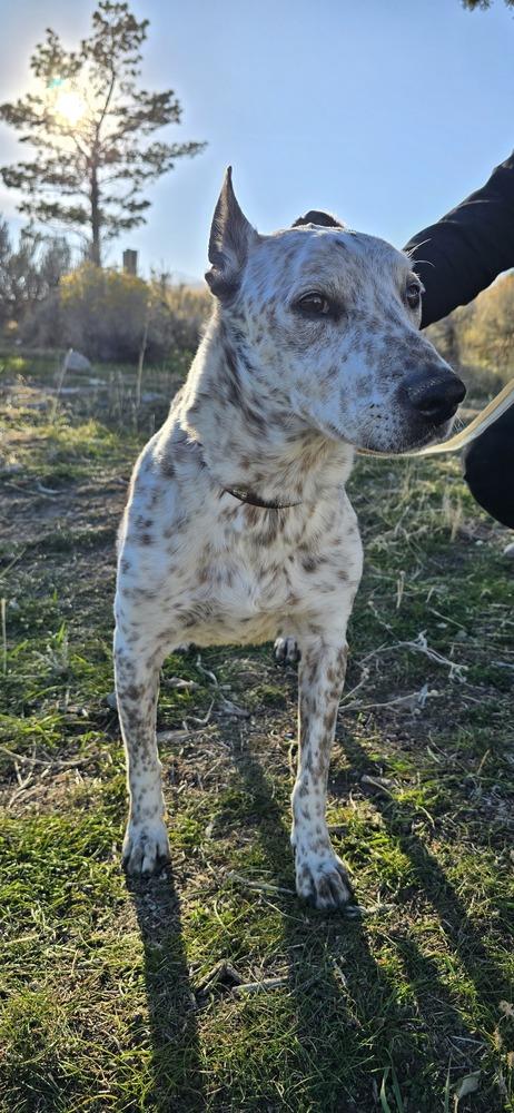 Roscoe, a Adoptable mixed breed in Herriman, UT image 4/4