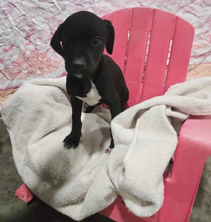 Monroe Puppy 4, Adoptable, Puppy Female Black Labrador Retriever.