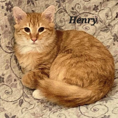 Henry