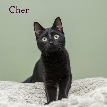 Cher, Adoptable, Adult Female Domestic Short Hair & Domestic Short Hair.