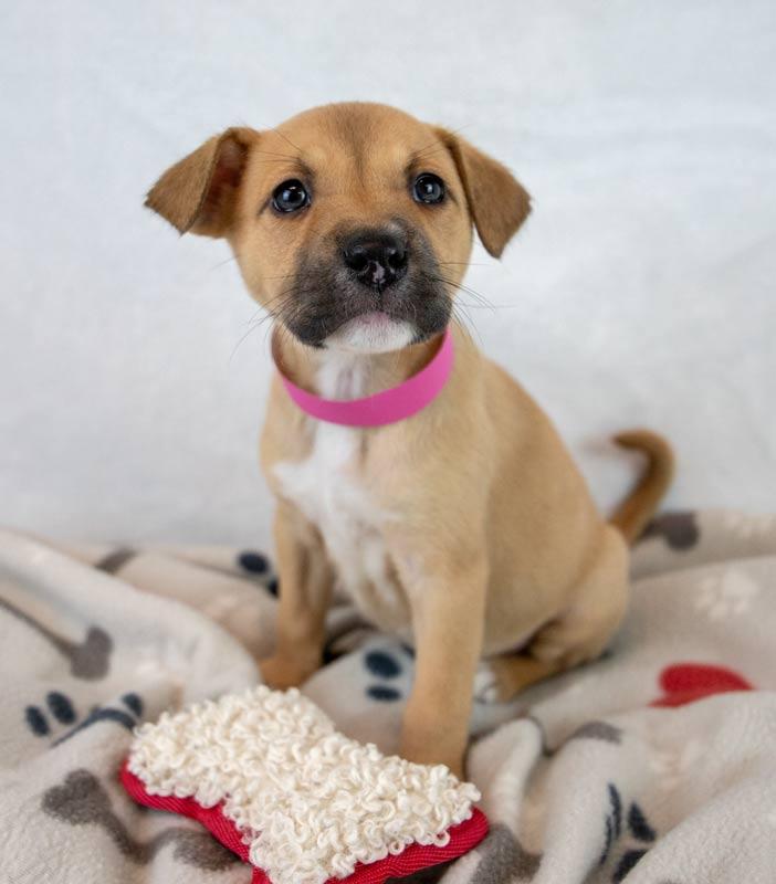 Sue Ellen, an adopted mixed breed in Kennesaw, GA image 3/6