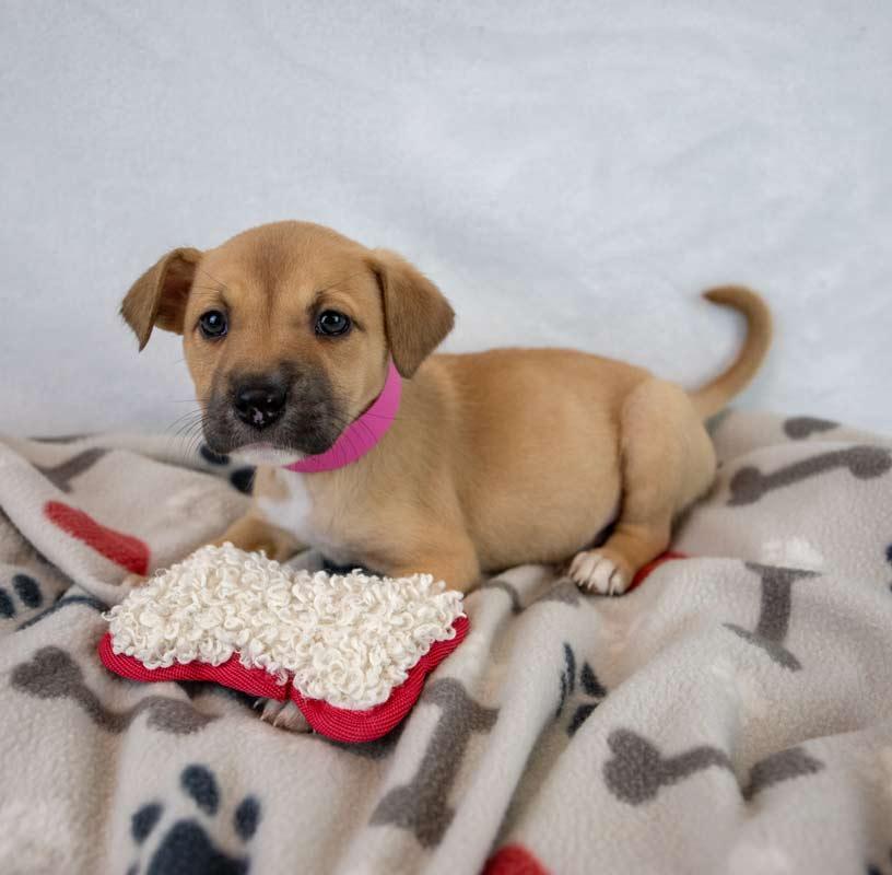 Sue Ellen, an adopted mixed breed in Kennesaw, GA image 4/6