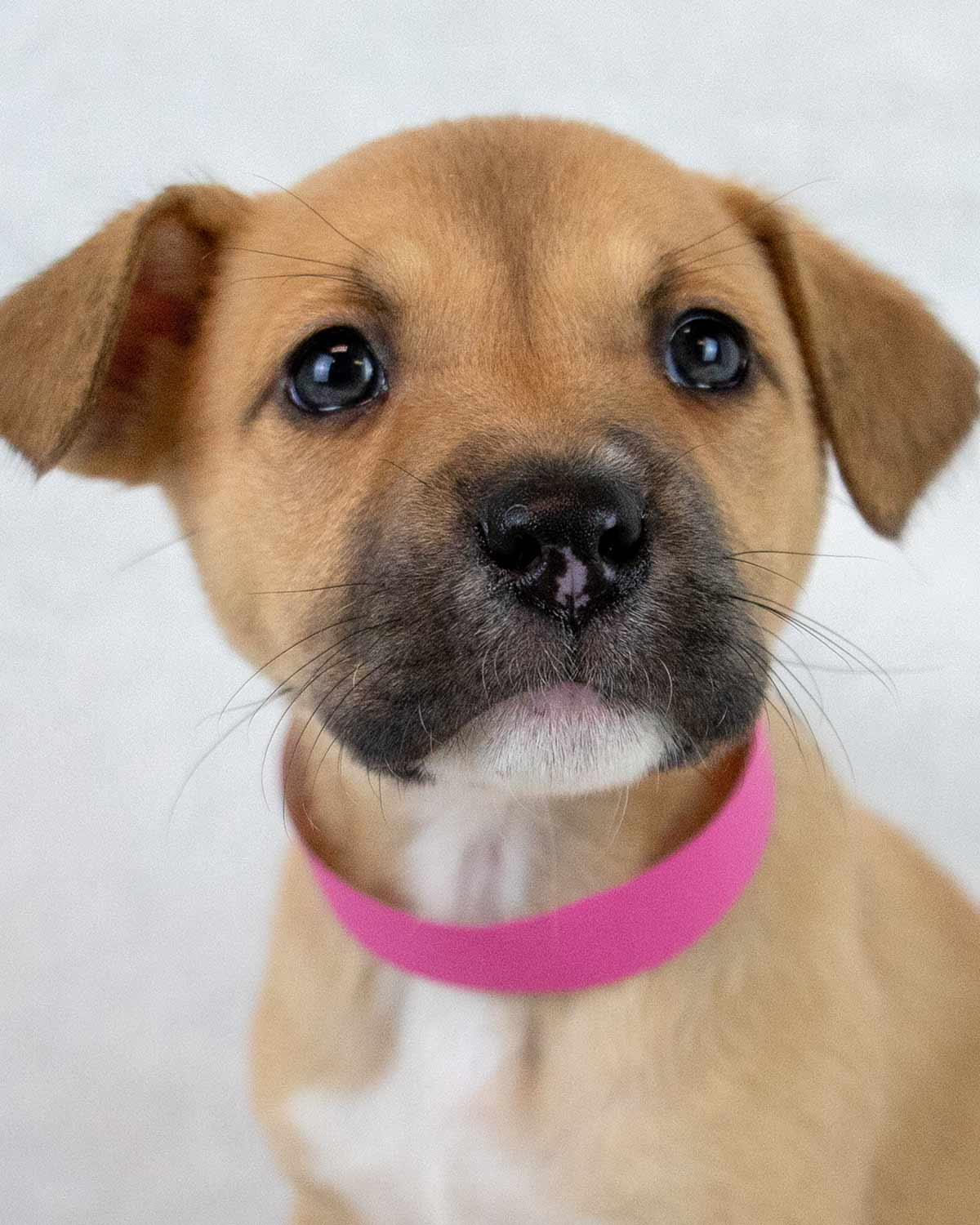 Sue Ellen, adopted, Puppy Female Terrier & Shepherd.