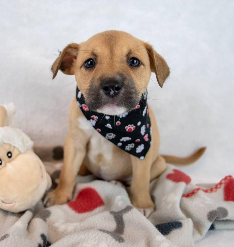 Sue Ellen, an adopted mixed breed in Kennesaw, GA image 2/6