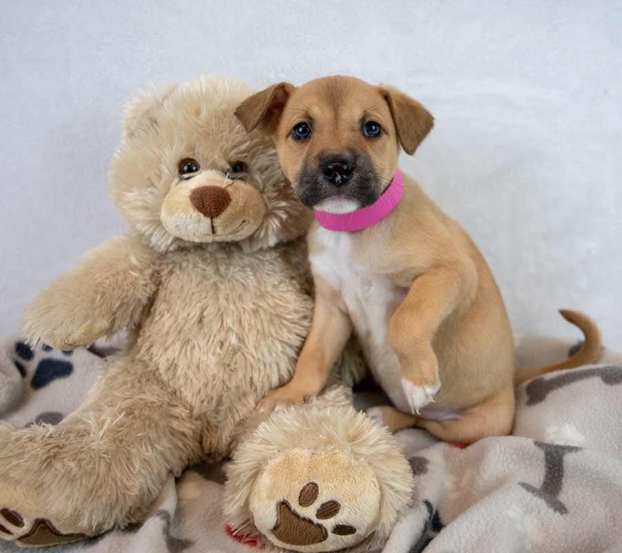 Sue Ellen, an adopted mixed breed in Kennesaw, GA image 6/6