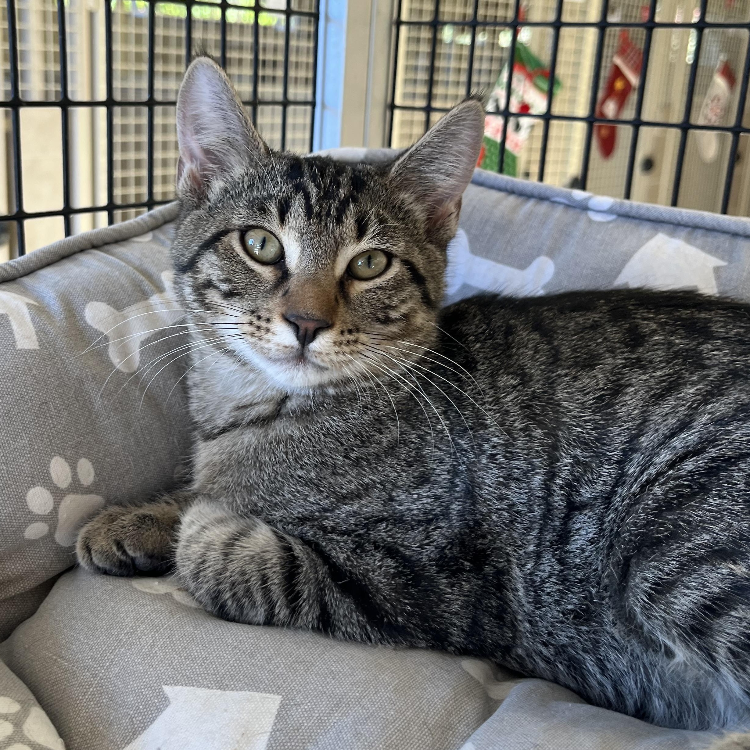 Enlarge Jackson, a ADOPTABLE mixed breed in Kerrville, TX image 1/1