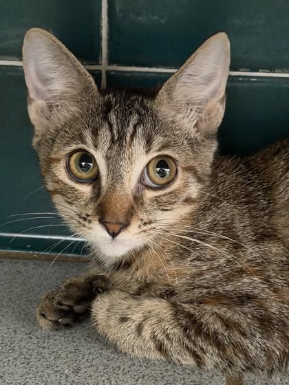Janice, Adoptable, Kitten Female Domestic Short Hair & Domestic Short Hair.
