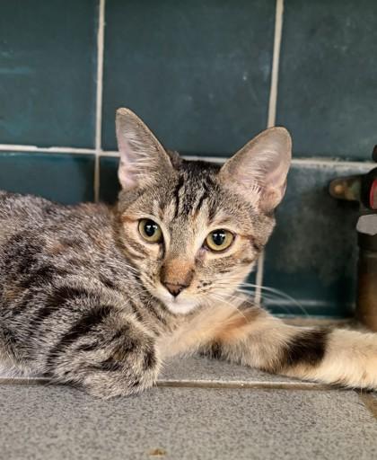 Enlarge Janice, a Adoptable mixed breed in Honolulu, HI image 2/2