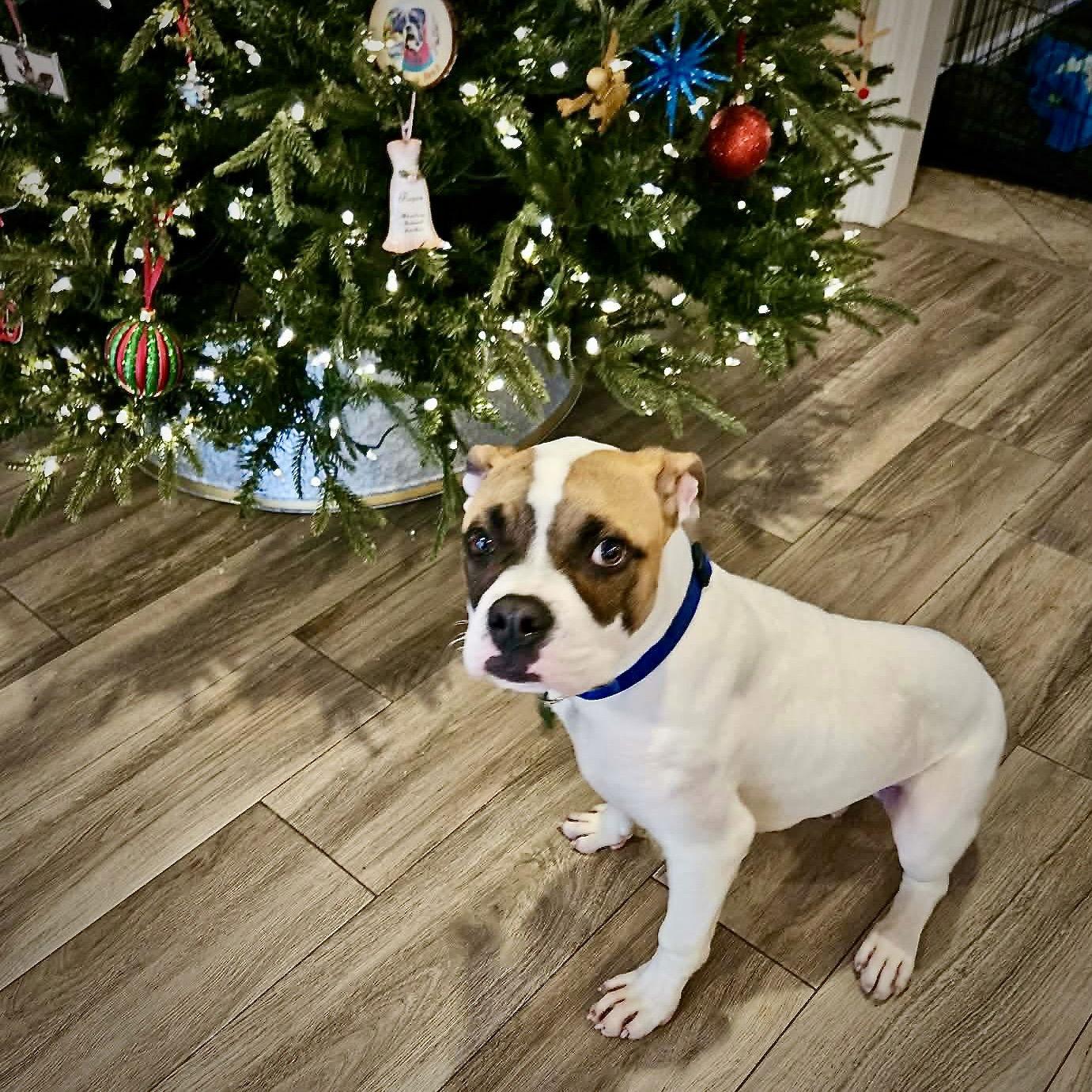 Enlarge Barley, a Adoptable Boxer in Monticello, NY image 1/3