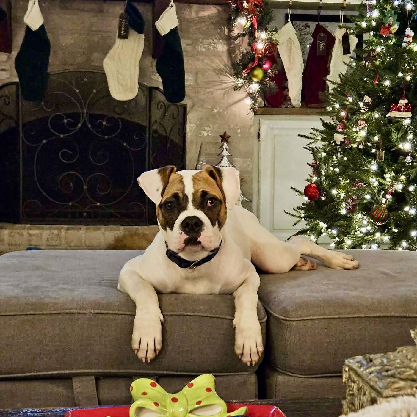 Enlarge Barley, a Adoptable Boxer in Monticello, NY image 2/3