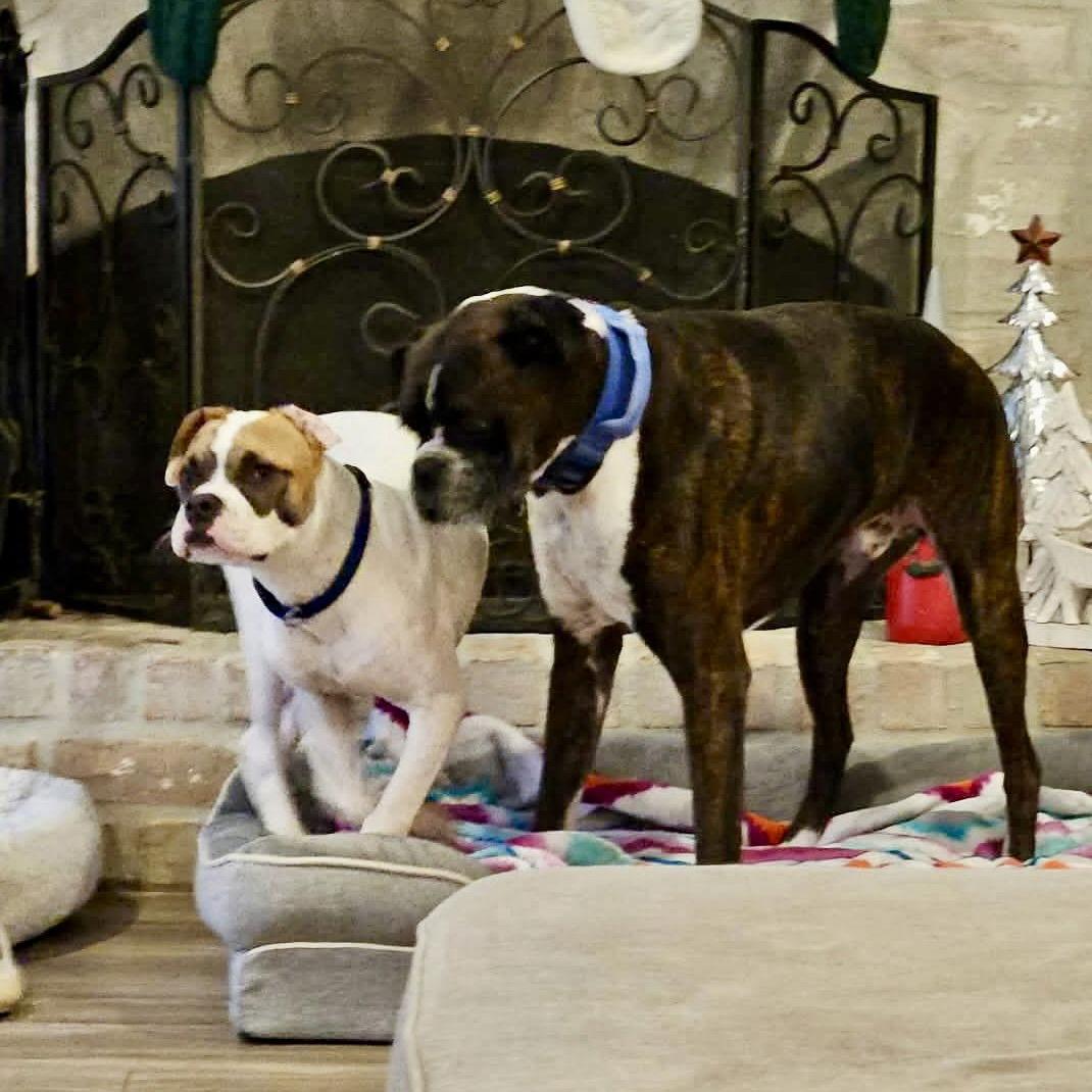 Enlarge Barley, a Adoptable Boxer in Monticello, NY image 3/3