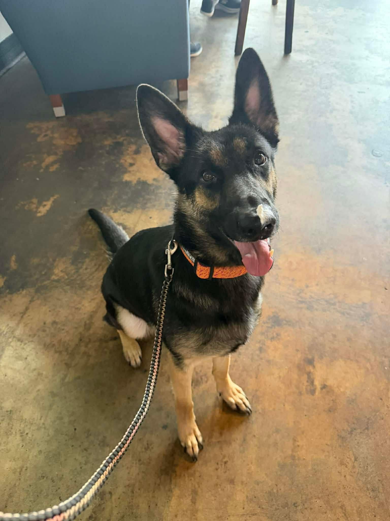 Isla, an adopted German Shepherd Dog in Mobile, AL image 1/4