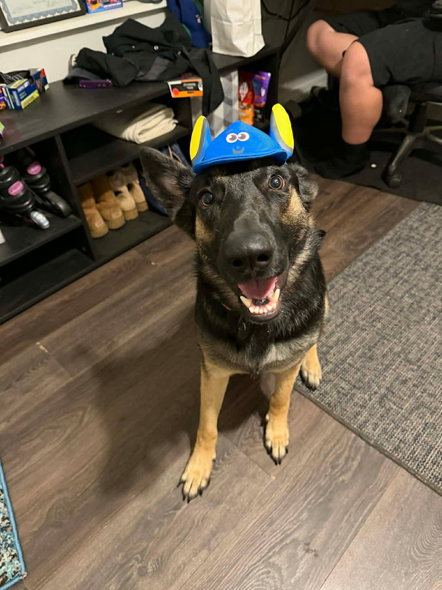 Isla, an adopted German Shepherd Dog in Mobile, AL image 3/4