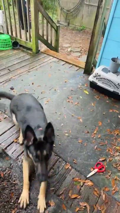 Enlarge Isla, an adopted German Shepherd Dog in Mobile, AL video 4/4