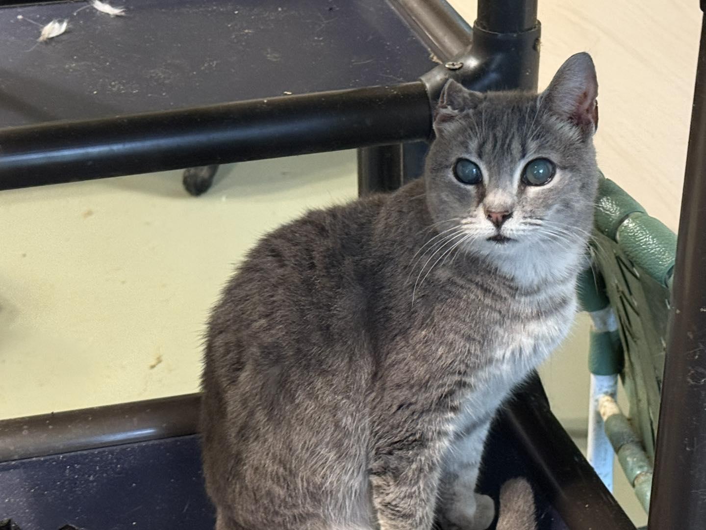 DELLA, Adopted, Senior Female Tabby.