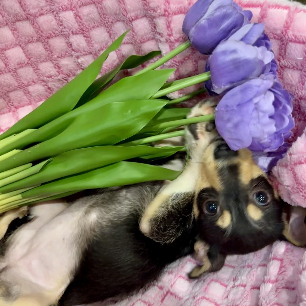 Mabel, a Adoptable mixed breed in Ennis, TX image 2/3