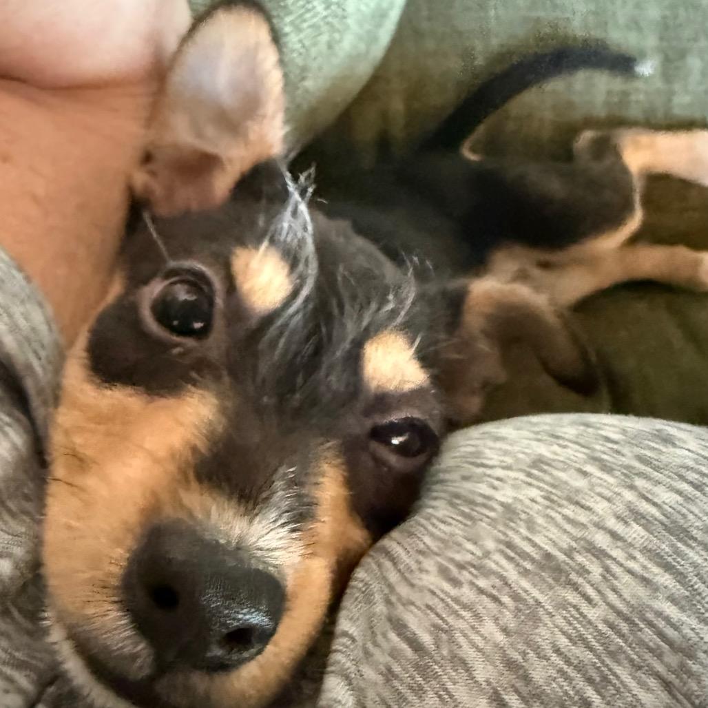 Mabel, a Adoptable mixed breed in Ennis, TX image 3/3