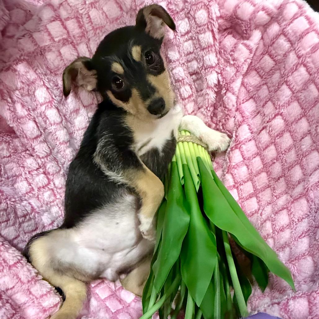 Mabel, a Adoptable mixed breed in Ennis, TX image 1/3