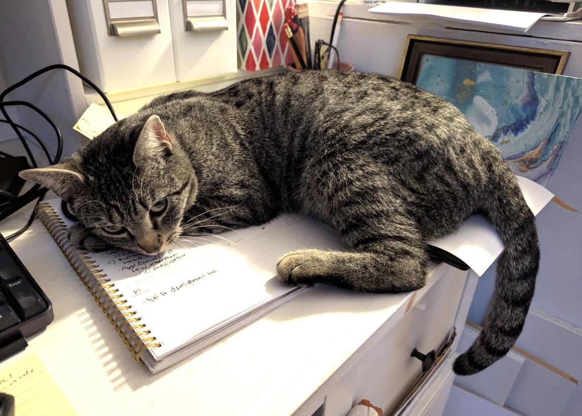 Enlarge Harry, a Adoptable Domestic Short Hair in North Babylon, NY image 1/6