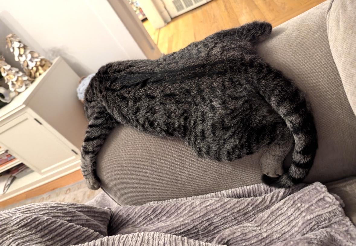 Enlarge Harry, a Adoptable Domestic Short Hair in North Babylon, NY image 3/6