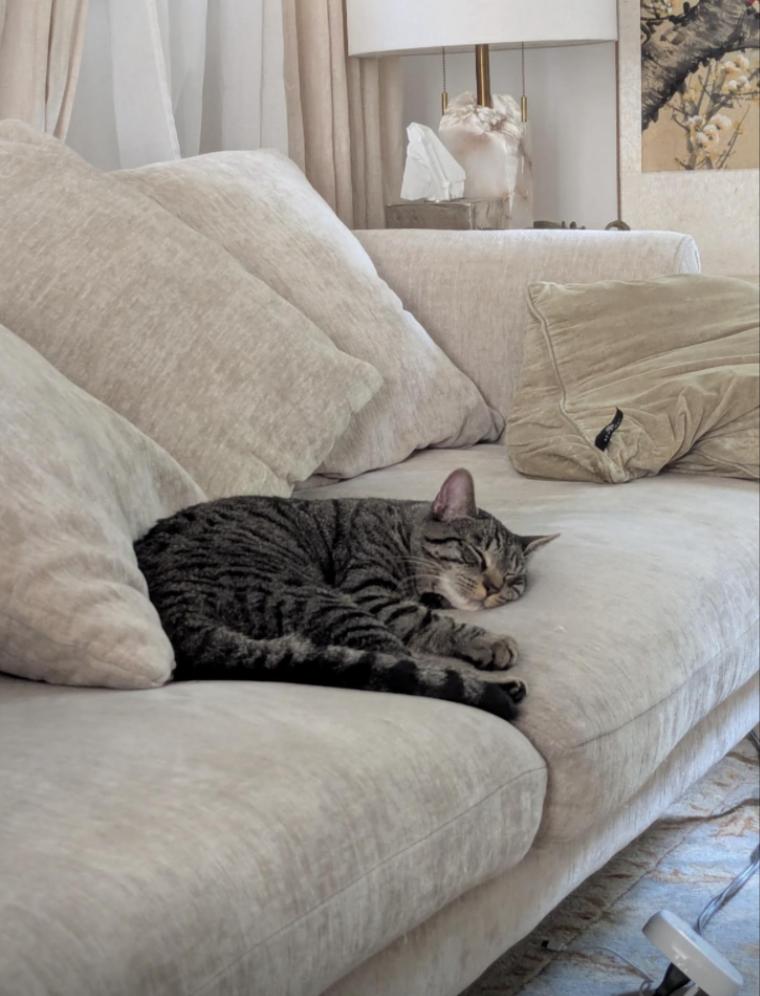 Enlarge Harry, a Adoptable Domestic Short Hair in North Babylon, NY image 5/6