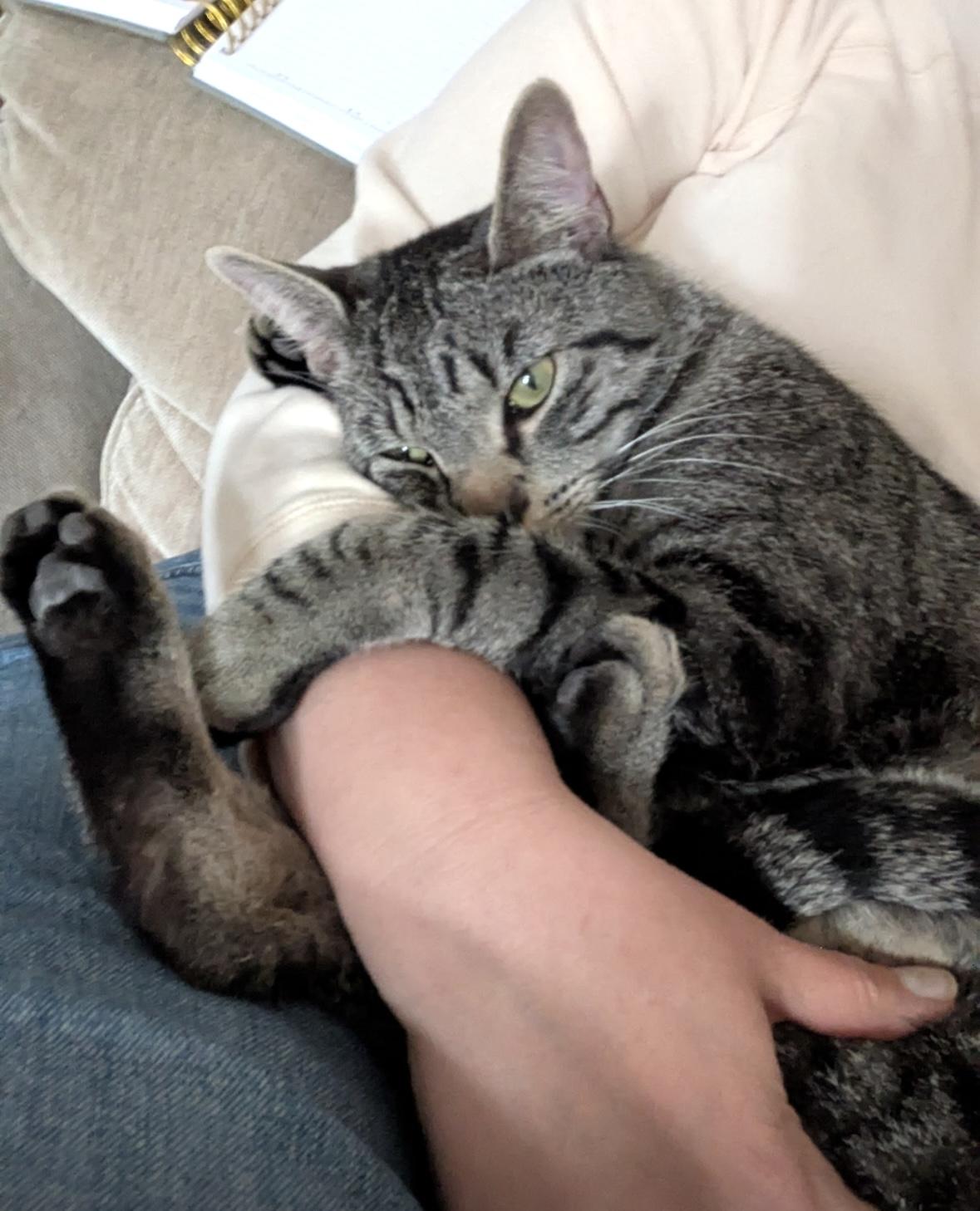 Enlarge Harry, a Adoptable Domestic Short Hair in North Babylon, NY image 6/6