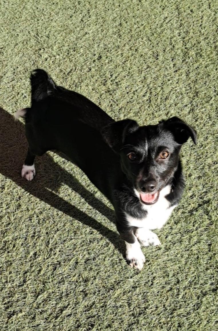 Braxton, ADOPTABLE, Young Male Border Collie & Dachshund.