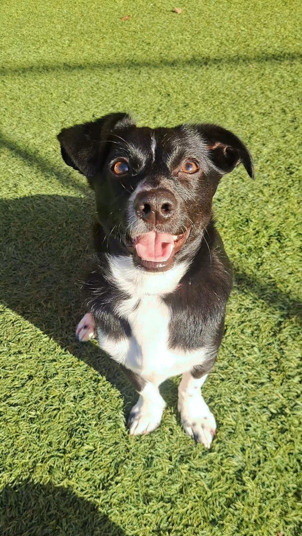 Braxton, an adoptable mixed breed in Glendale, AZ image 2/5