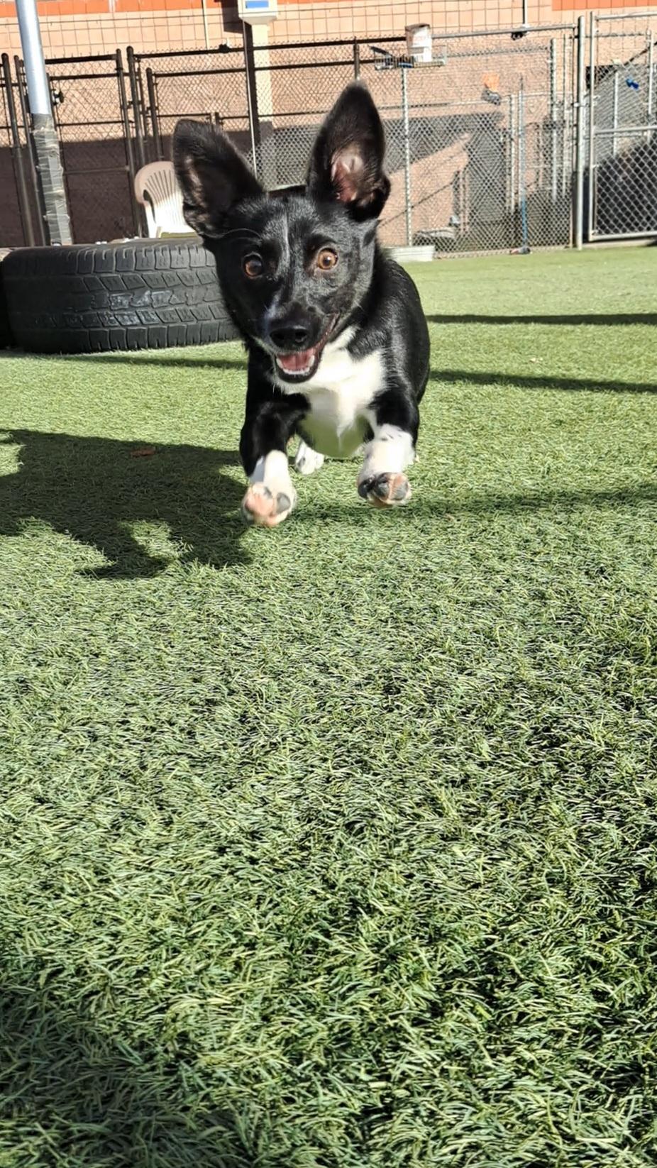 Braxton, an adoptable mixed breed in Glendale, AZ image 4/5